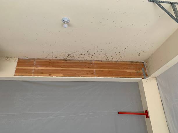 Best Post-Construction Mold Inspection  in Freeman, SD